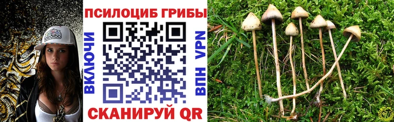 omg зеркало  сколько стоит  Сертолово  Галлюциногенные грибы Psilocybe 