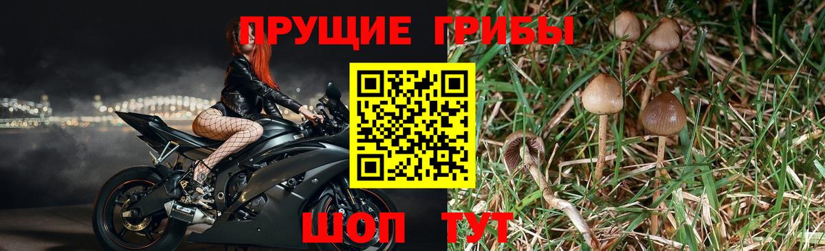 Галлюциногенные грибы мицелий Сертолово